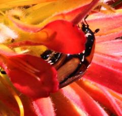 Trichostetha signata