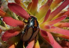 Trichostetha signata