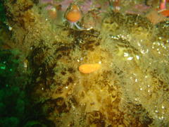 Geitodoris capensis