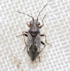 Nysius ericae