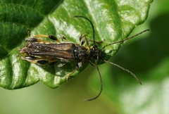 Callimoxys fuscipennis