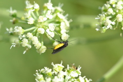 Sciara hemerobioides