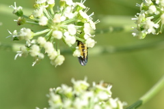 Sciara hemerobioides