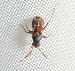 Pilophorus perplexus