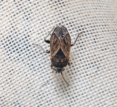 Trapezonotus arenarius