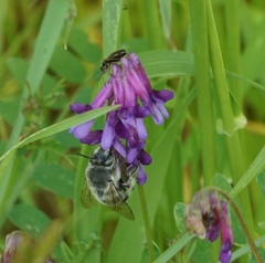 Anthophora edwardsii