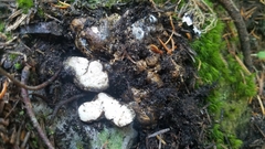 Rhizopogon alexsmithii