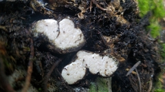 Rhizopogon alexsmithii
