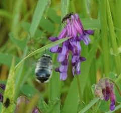 Anthophora edwardsii