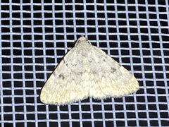Idia concisa