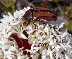 Trichostetha capensis