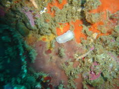 Doriopsilla capensis