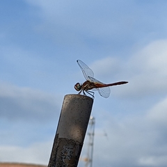 Sympetrum fonscolombii