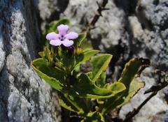 Teedia lucida
