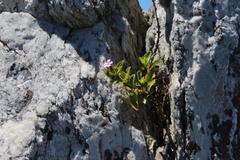 Teedia lucida