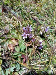 Gentianella ramosa