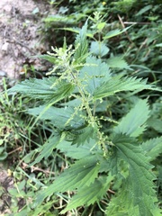 Urtica dioica
