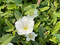 Convolvulus arvensis
