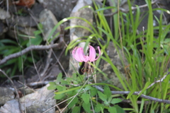 Lilium cernuum