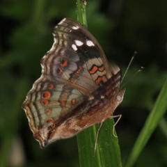 Junonia natalica natalica