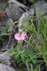 Lilium cernuum