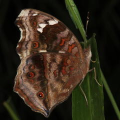 Junonia natalica natalica