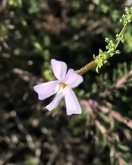 Jamesbrittenia argentea