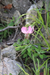 Lilium cernuum