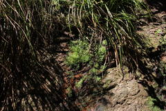 Symphyogyna podophylla