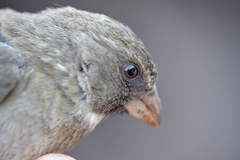 Crithagra leucoptera