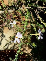 Jamesbrittenia argentea