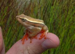 Hyperolius horstockii