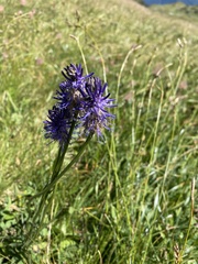 Phyteuma betonicifolium