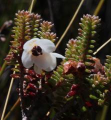 Erica corydalis