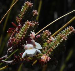 Erica corydalis