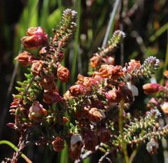Erica corydalis