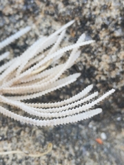 Electra verticillata