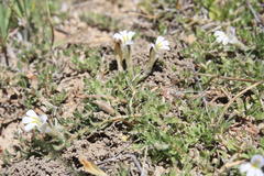 Lobelia thermalis