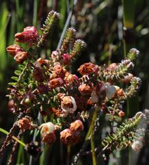 Erica corydalis