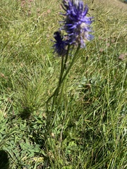 Phyteuma betonicifolium