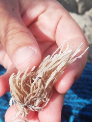 Electra verticillata