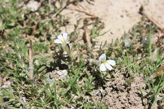 Lobelia thermalis