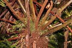 Cyathea capensis