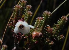 Erica corydalis