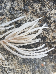 Electra verticillata