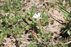Lobelia thermalis