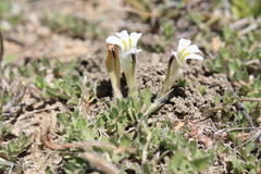 Lobelia thermalis