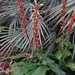 Pitcairnia maidifolia - Photo (c) scott.zona, alguns direitos reservados (CC BY)