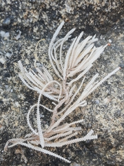 Electra verticillata