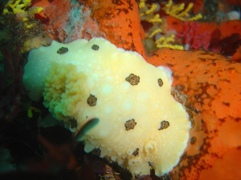 Mandeliidae